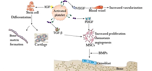 PLATELETS what are their functions